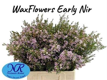 <h4>Chame Un Early Nir</h4>