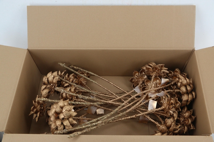 <h4>Stick Dahlia Sweet Antique Gold</h4>