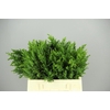CONIFEER OBTUSA DRATH PER BUNCH