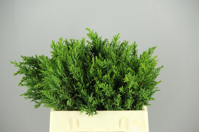 CONIFEER OBTUSA DRATH PER BUNCH