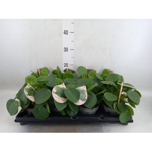 Pilea peperomioides