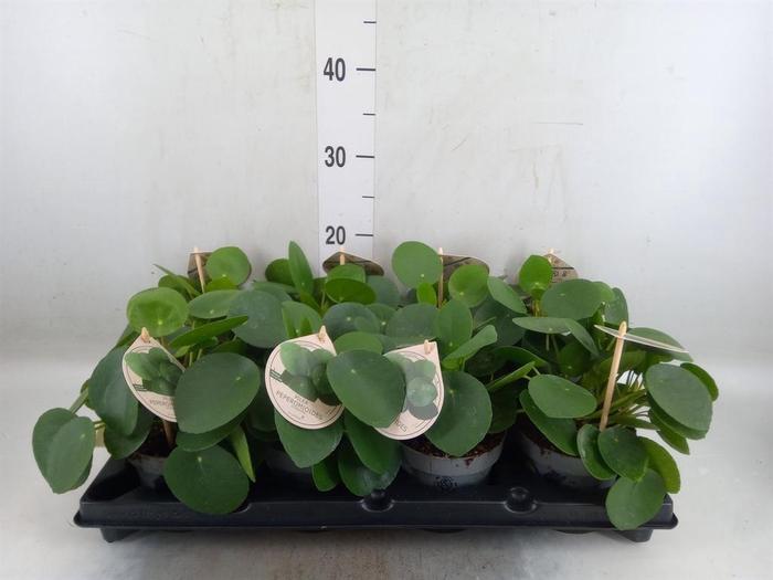 <h4>Pilea peperomioides</h4>