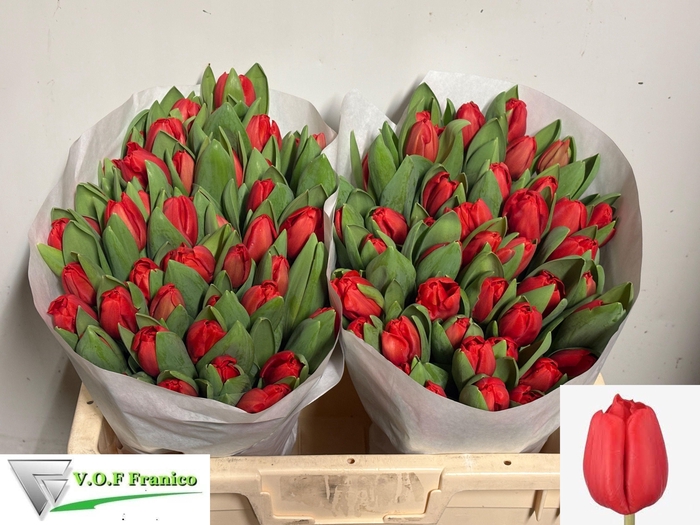 <h4>TU EN ESCAPE</h4>