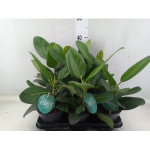 Ficus benghalensis 'Audrey'