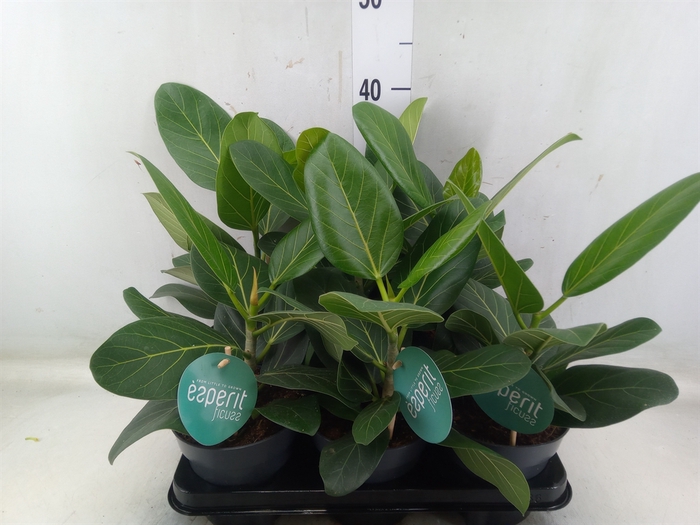 <h4>Ficus benghalensis 'Audrey'</h4>