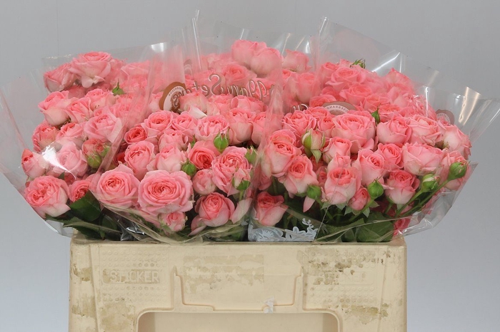 <h4>Rosa Tr Femke</h4>