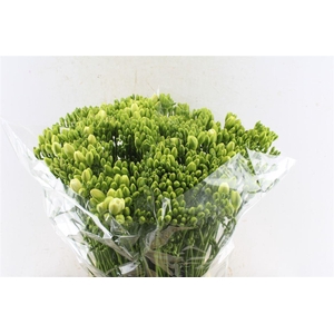 Fr Du Versailles White