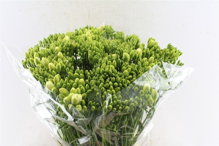 <h4>Fr Du Versailles White</h4>