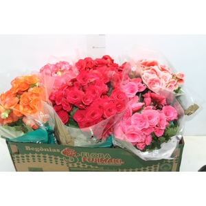 BEGONIA P15