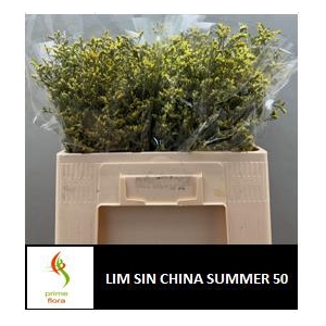 LIM SIN CHINA SUMMER