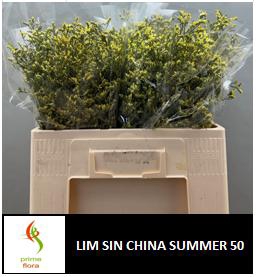 LIM SIN CHINA SUMMER