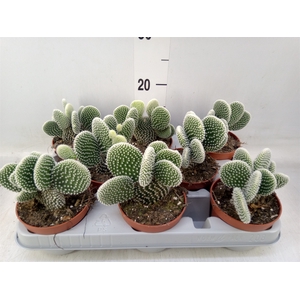 Opuntia microdasys 'Albispina'