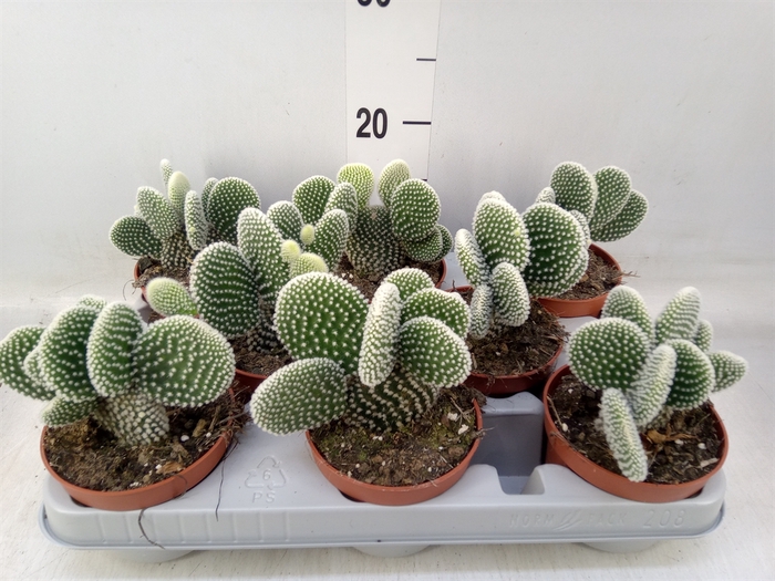 <h4>Opuntia microdasys 'Albispina'</h4>