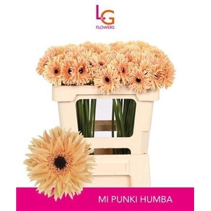 Gerbera mini spin Punki Humba