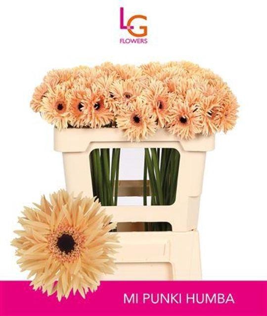 <h4>Gerbera mini spin Punki Humba</h4>