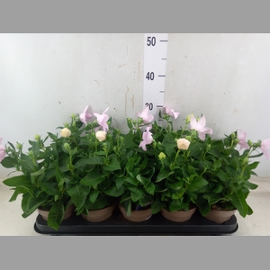 Platycodon grand. 'Astra Pink'
