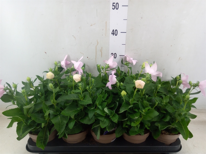 <h4>Platycodon grand. 'Astra Pink'</h4>
