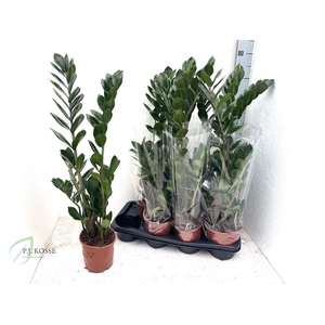 ZAMIO ZAMIIFOLIA