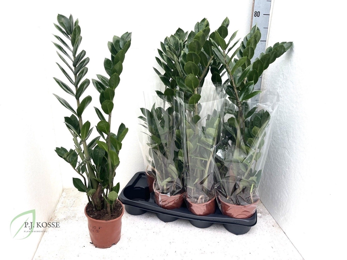 <h4>ZAMIO ZAMIIFOLIA</h4>