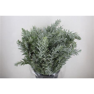 MIMOSA LUNA D ARGENTO P BUNCH