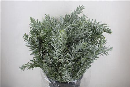 <h4>MIMOSA LUNA D ARGENTO P BUNCH</h4>