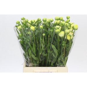 Ranunculus Moderna Limoncello