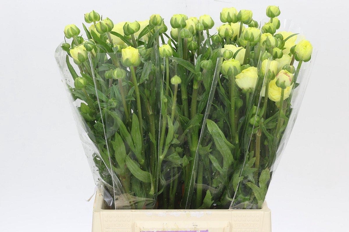 <h4>Ranunculus Moderna Limoncello</h4>