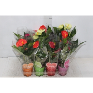 ANTHURIUM VARIADO P09