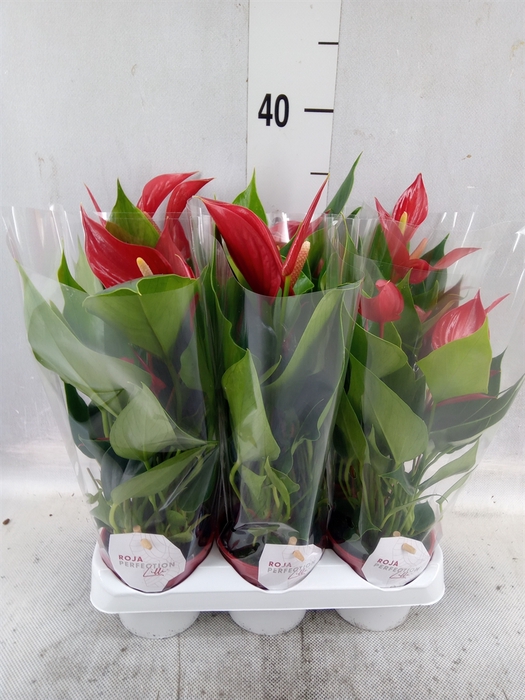 Anthurium  'Banderola Roja'