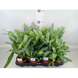 Phlebodium aureum 'Blue Star'