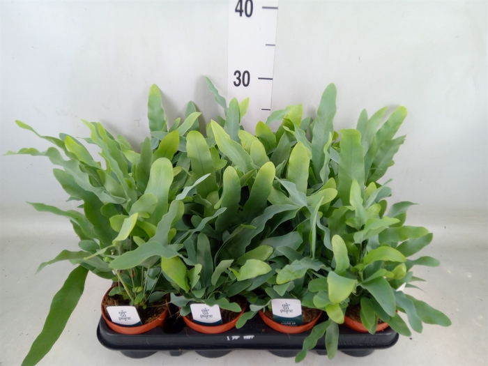 <h4>Phlebodium aureum 'Blue Star'</h4>