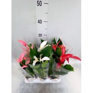 Anthurium   ...mix