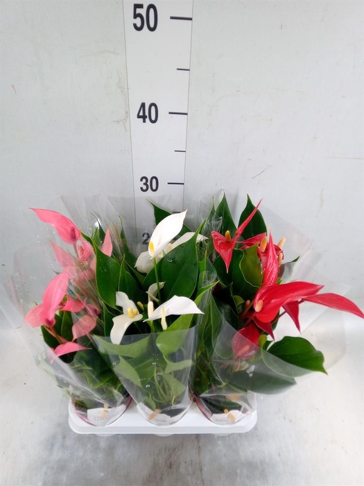 <h4>Anthurium   ...mix</h4>