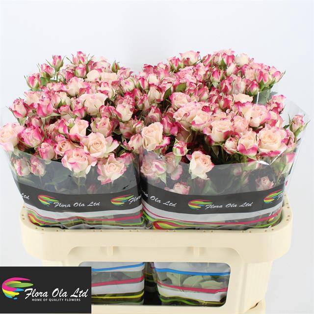 <h4>R Tr Reflex Flora Ola</h4>