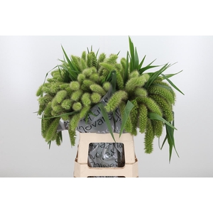 Seta Ital Volle Melk