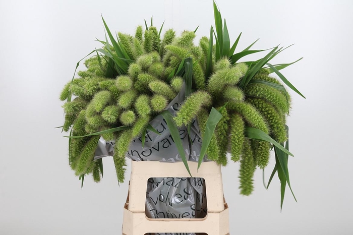 <h4>Seta Ital Volle Melk</h4>