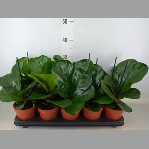 Ficus lyrata 'Bambino'