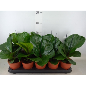 Ficus lyrata 'Bambino'