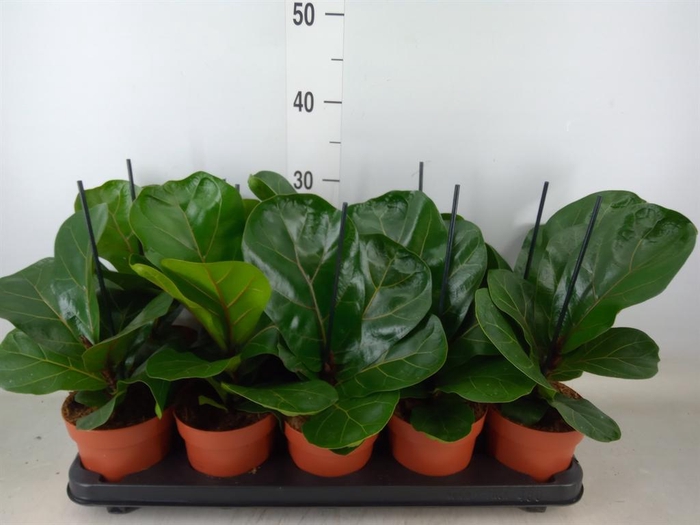 <h4>Ficus lyrata 'Bambino'</h4>