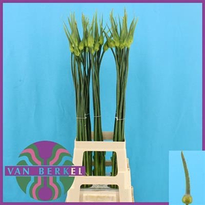 ALLIUM CEPA JUDITH 90 CM