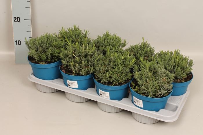 <h4>Kruiden I Lavandula angustofolia Hidcote</h4>