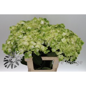 Hydrangea mag noblesse