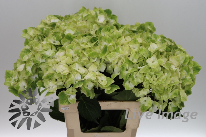 <h4>Hydrangea mag noblesse</h4>