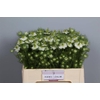 Nigella damascena Artistic White