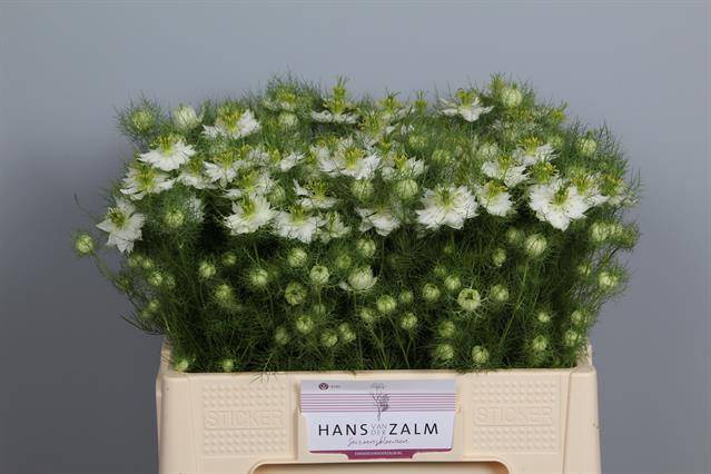 Nigella damascena Artistic White