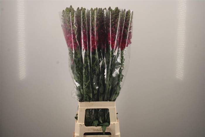 <h4>ANTIRRHINUM IT. MAGENTA PURPLE*</h4>