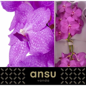 Vanda Nitaya Candy pink X16