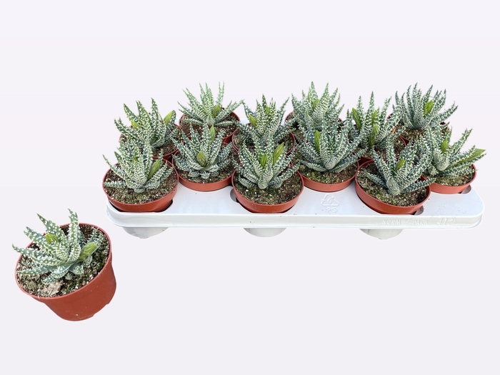 <h4>ALOE HUMILIS</h4>