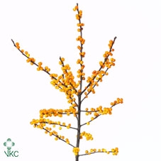 <h4>Ilex verticillata cresgold</h4>