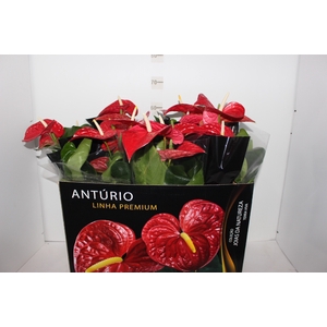 ANTHURIUM MICHIGAN P17 PREMIUM